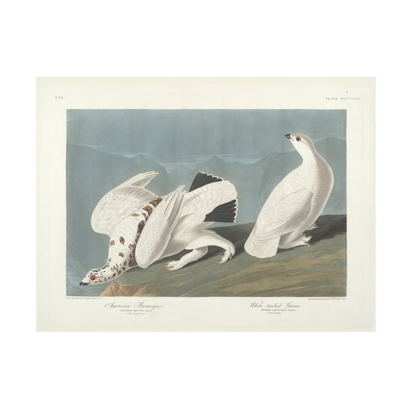 Trademark Fine Art "American Ptarmigan" Canvas Art by John James Audubon