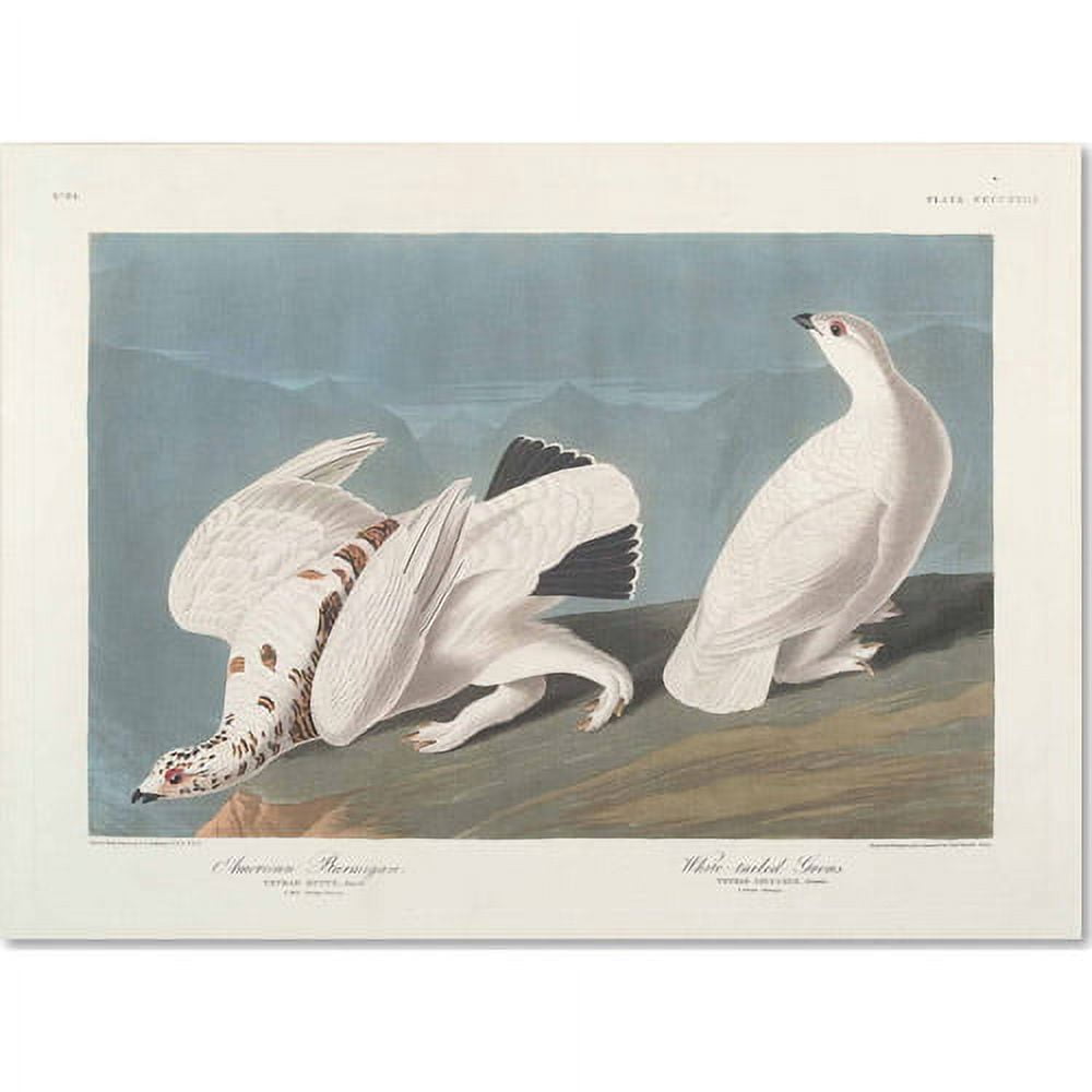 Trademark Fine Art "American Ptarmigan" Canvas Art by John James Audubon