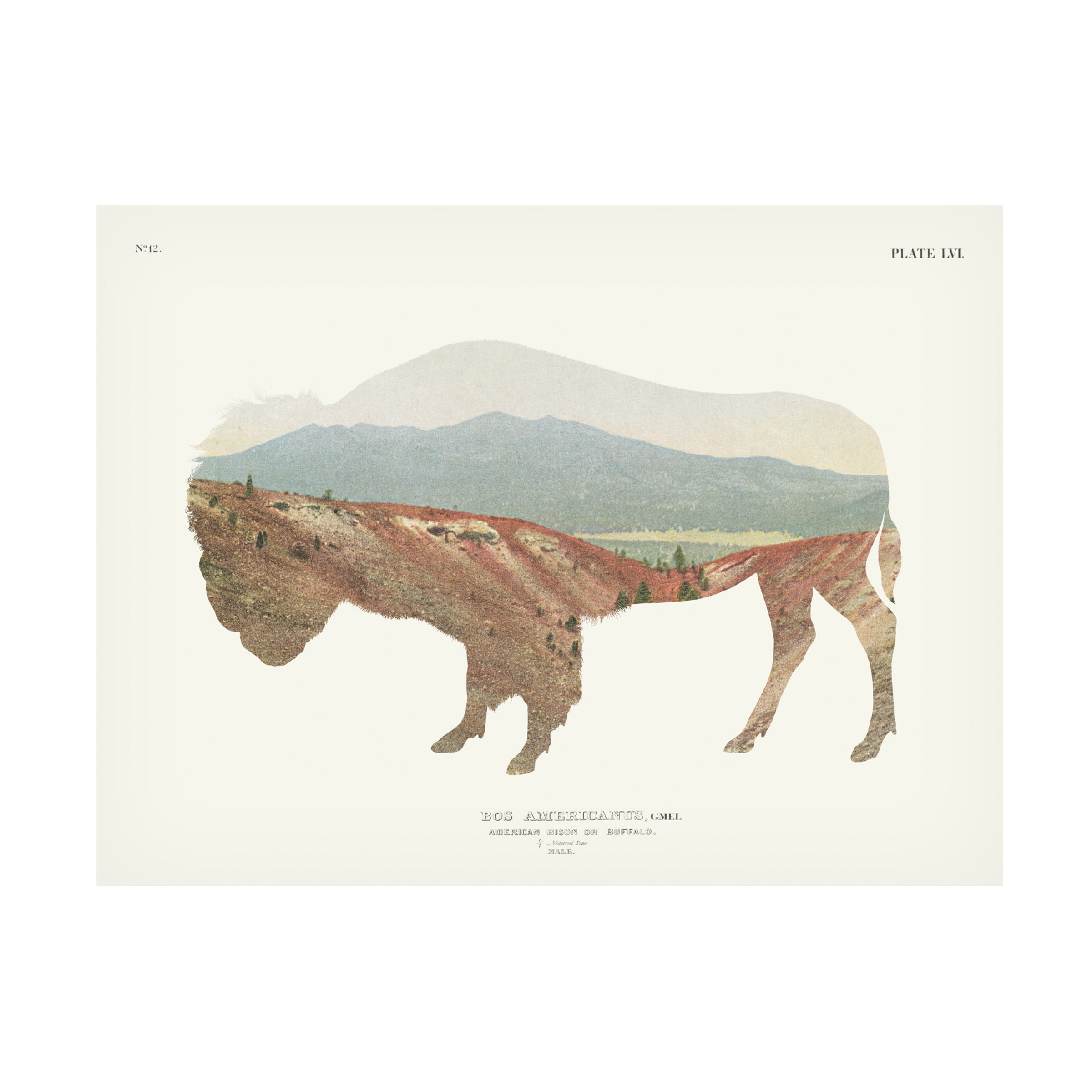 Trademark Fine Art 'American Southwest Buffalo' Canvas Art by Wild Apple Portfolio