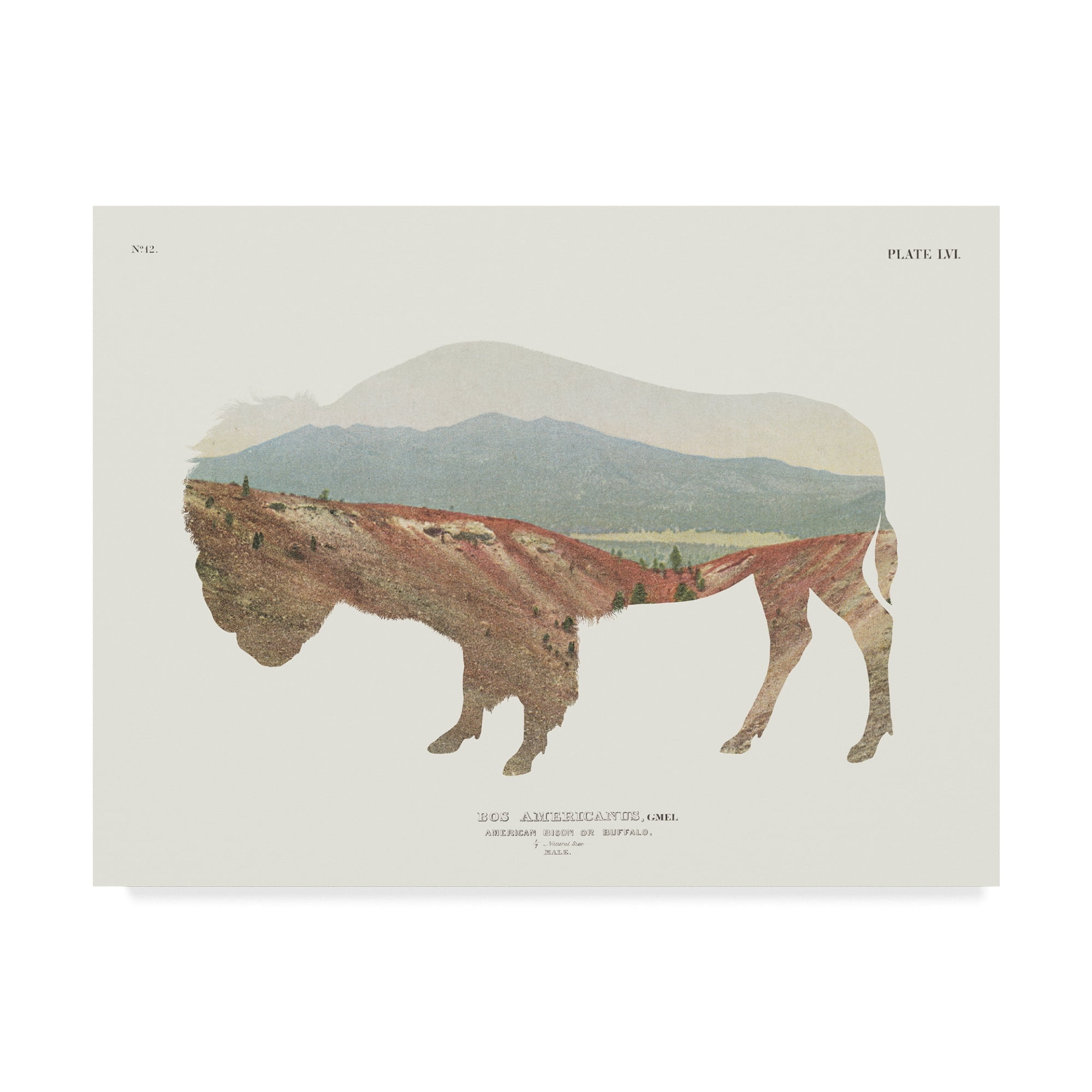 Trademark Fine Art 'American Southwest Buffalo' Canvas Art by Wild Apple Portfolio