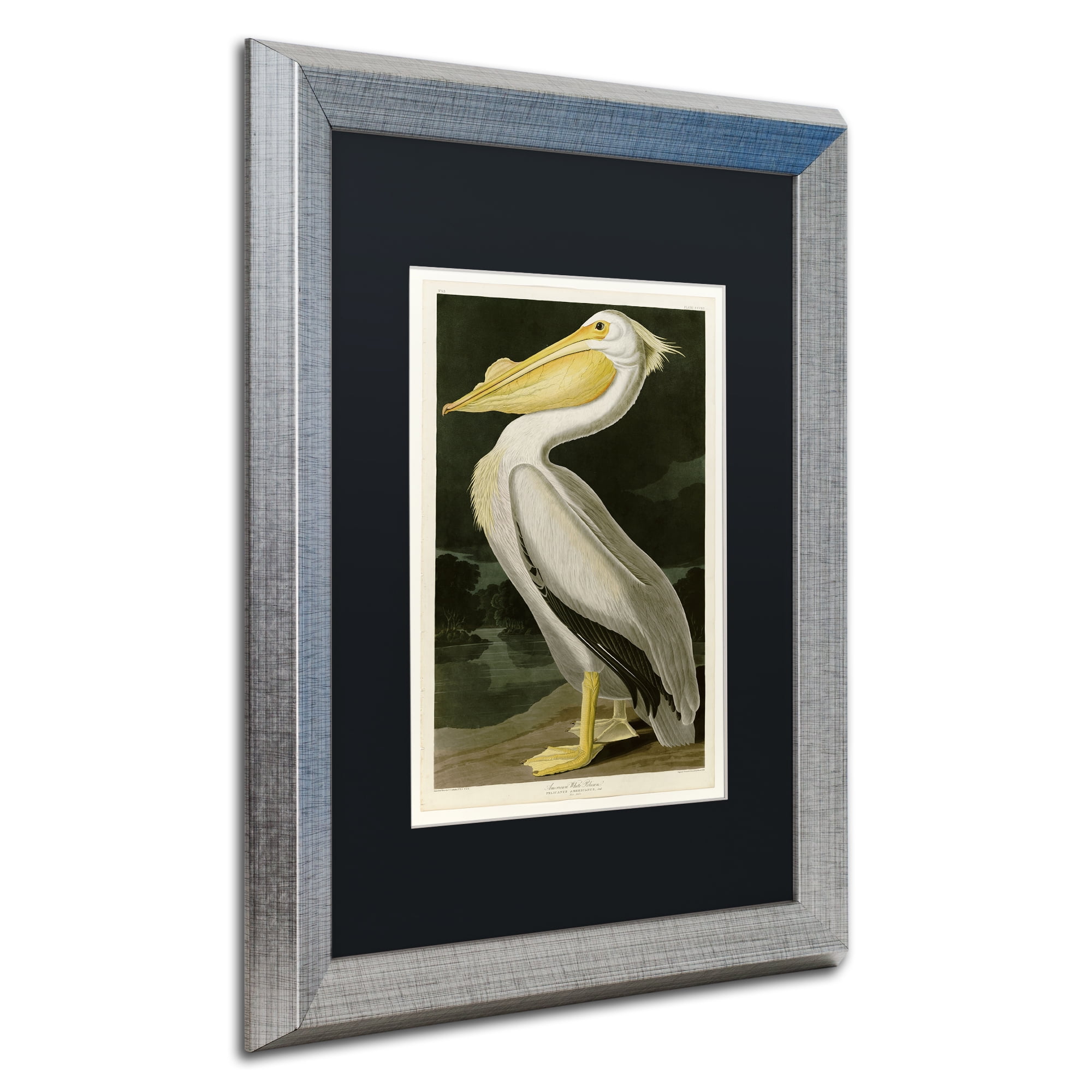 Trademark Fine Art "American White Pelican" Canvas Art by John James Audubon Black Matte, Silver Frame