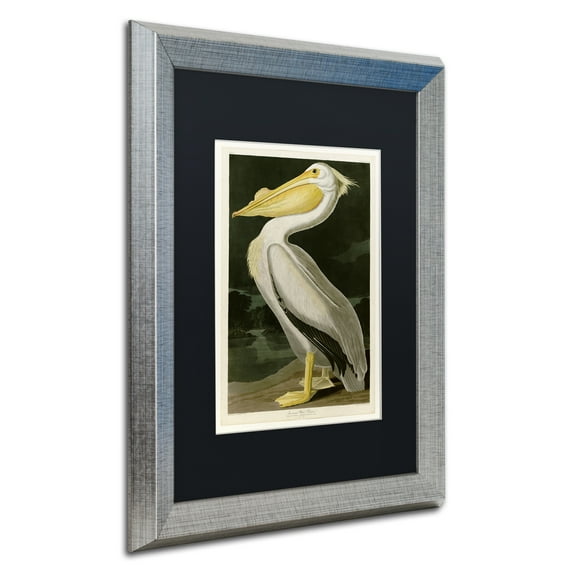 Trademark Fine Art "American White Pelican" Canvas Art by John James Audubon Black Matte, Silver Frame