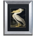 thumbnail image 1 of Trademark Fine Art "American White Pelican" Canvas Art by John James Audubon Black Matte, Silver Frame, 1 of 3