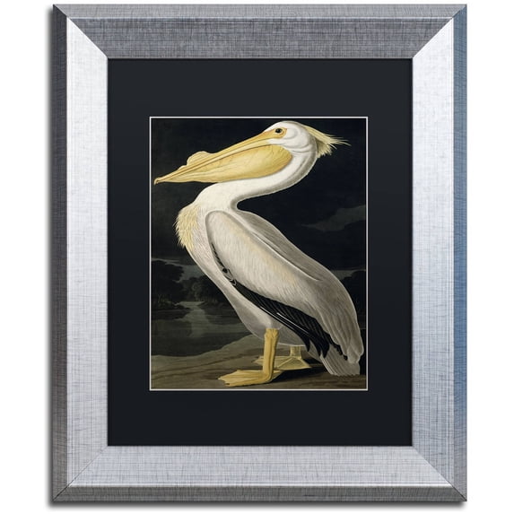 Trademark Fine Art "American White Pelican" Canvas Art by John James Audubon Black Matte, Silver Frame