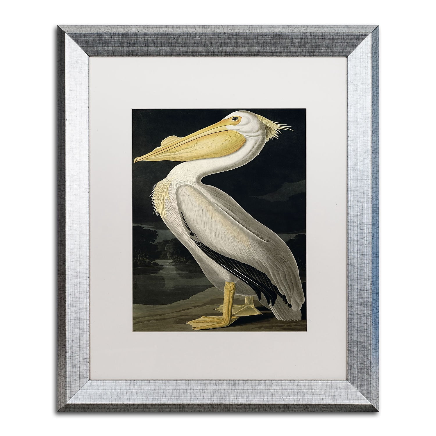 Trademark Fine Art "American White Pelican" Canvas Art by John James Audubon White Matte, Silver Frame