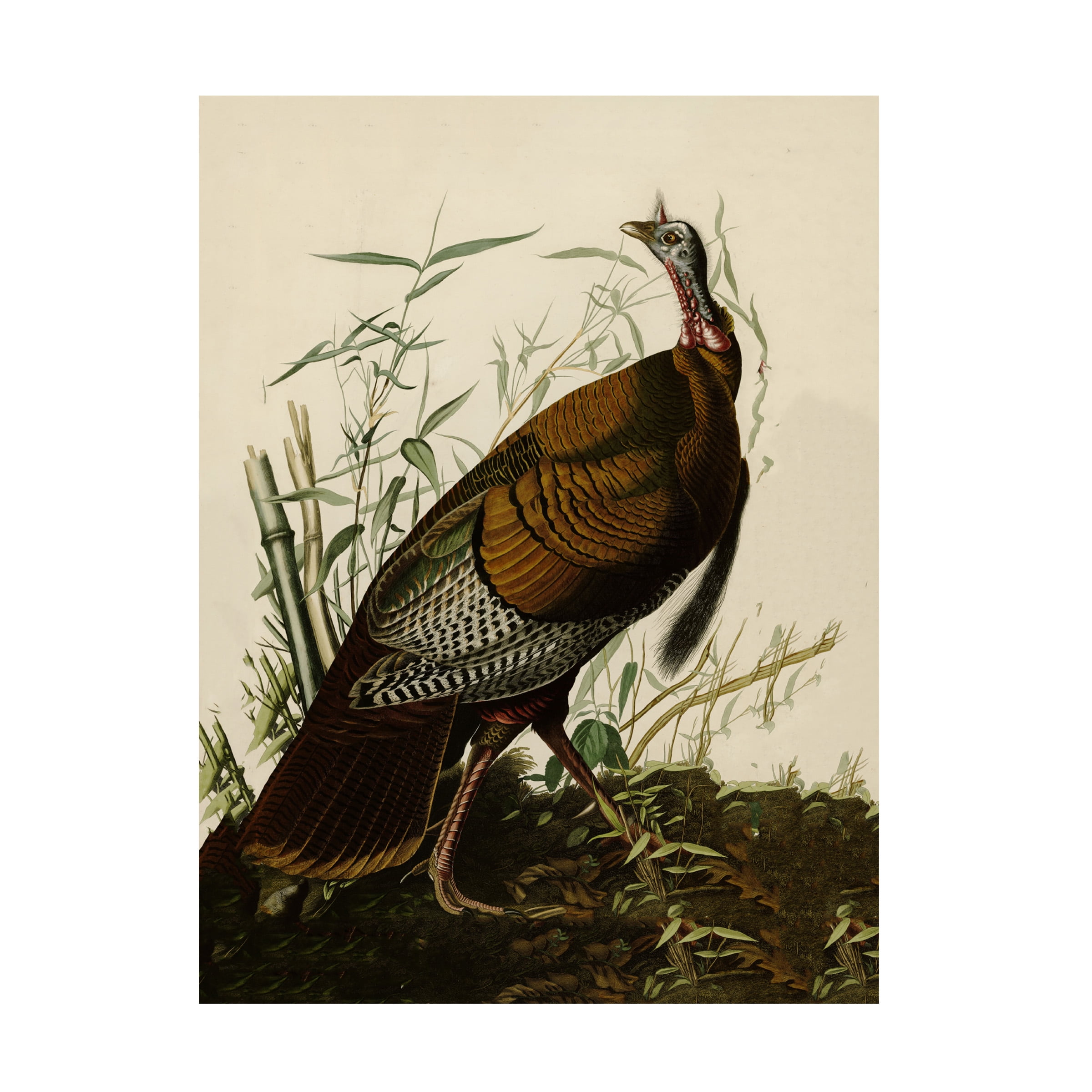 Trademark Fine Art "American Wild Turkey Cock" Canvas Art by John James Audubon