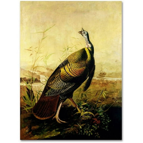 Trademark Fine Art "American Wild Turkey Cock" Canvas Art by John James Audubon