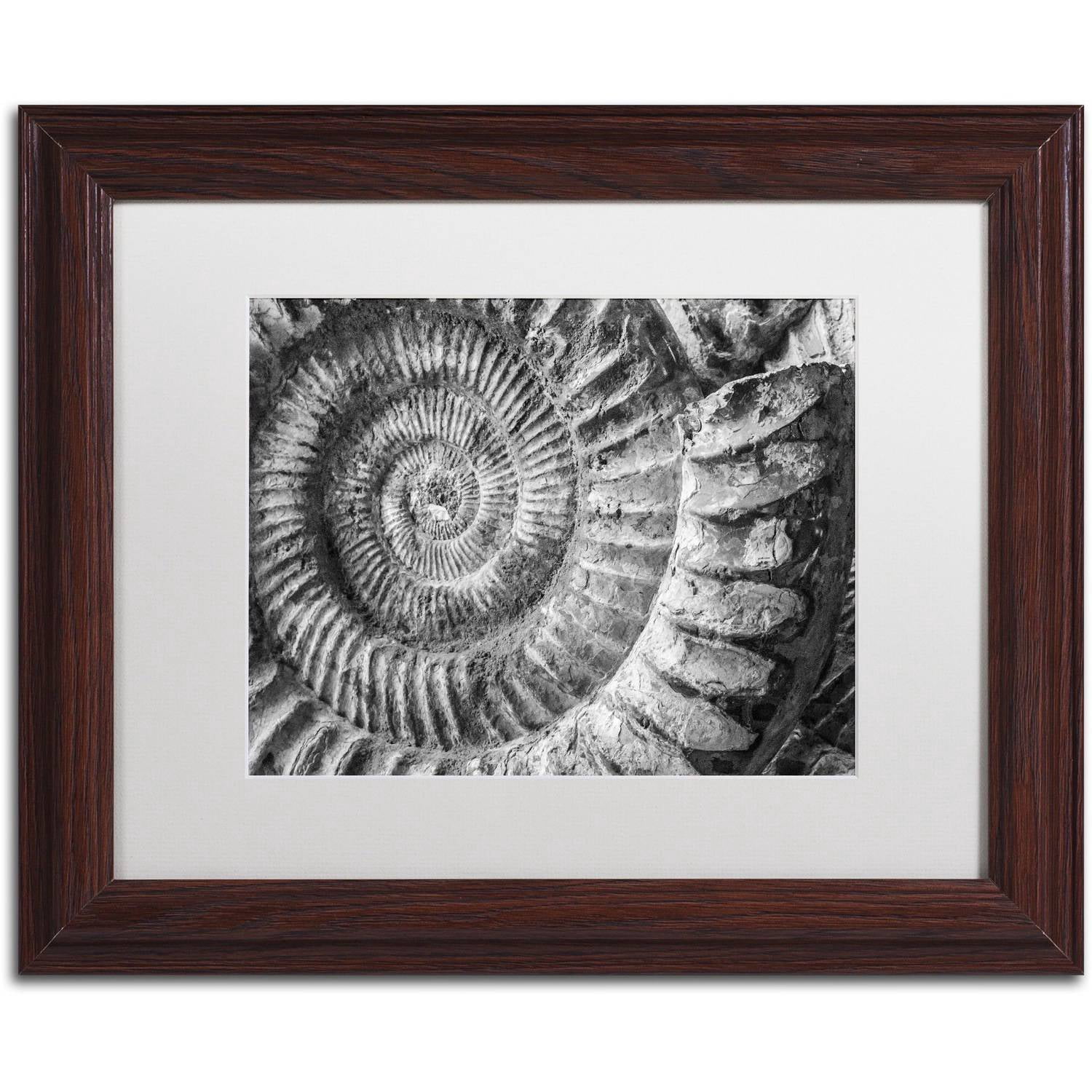 Trademark Fine Art "Amonita 1" Canvas Art by Moises Levy White Matte, Wood Frame