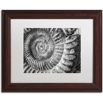 Trademark Fine Art "Amonita 1" Canvas Art by Moises Levy White Matte, Wood Frame