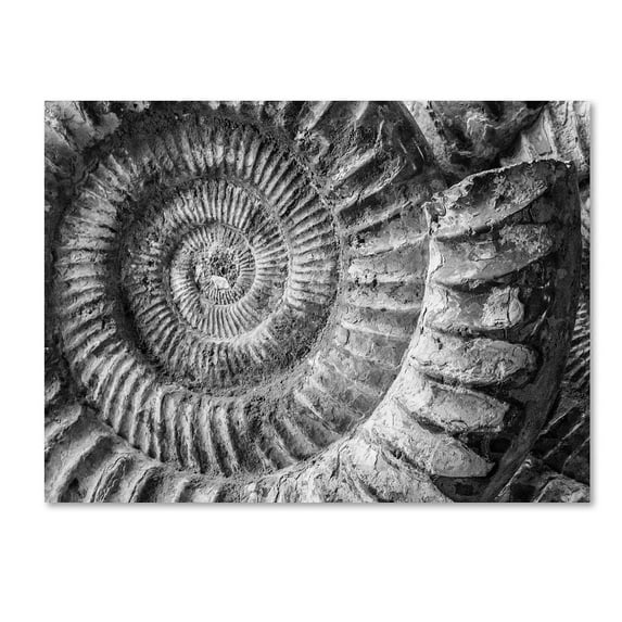 Trademark Fine Art "Amonita 1" Canvas Art by Moises Levy