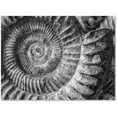 thumbnail image 1 of Trademark Fine Art "Amonita 1" Canvas Art by Moises Levy, 1 of 3