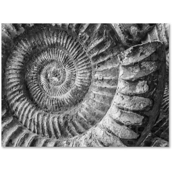 Trademark Fine Art "Amonita 1" Canvas Art by Moises Levy