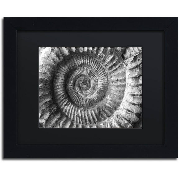 Trademark Fine Art "Amonita 2" Canvas Art by Moises Levy Black Matte, Black Frame