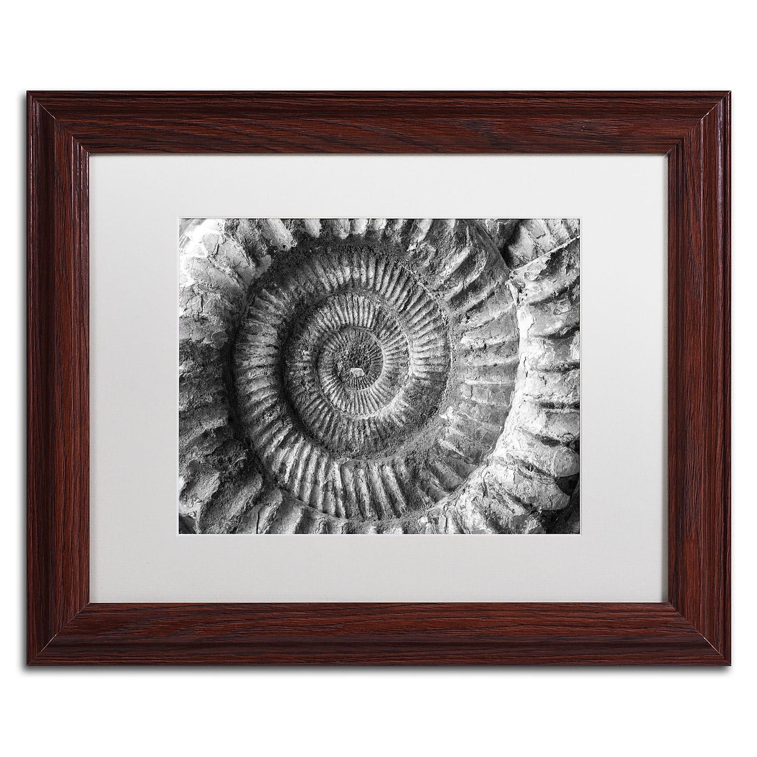 Trademark Fine Art "Amonita 2" Canvas Art by Moises Levy White Matte, Wood Frame