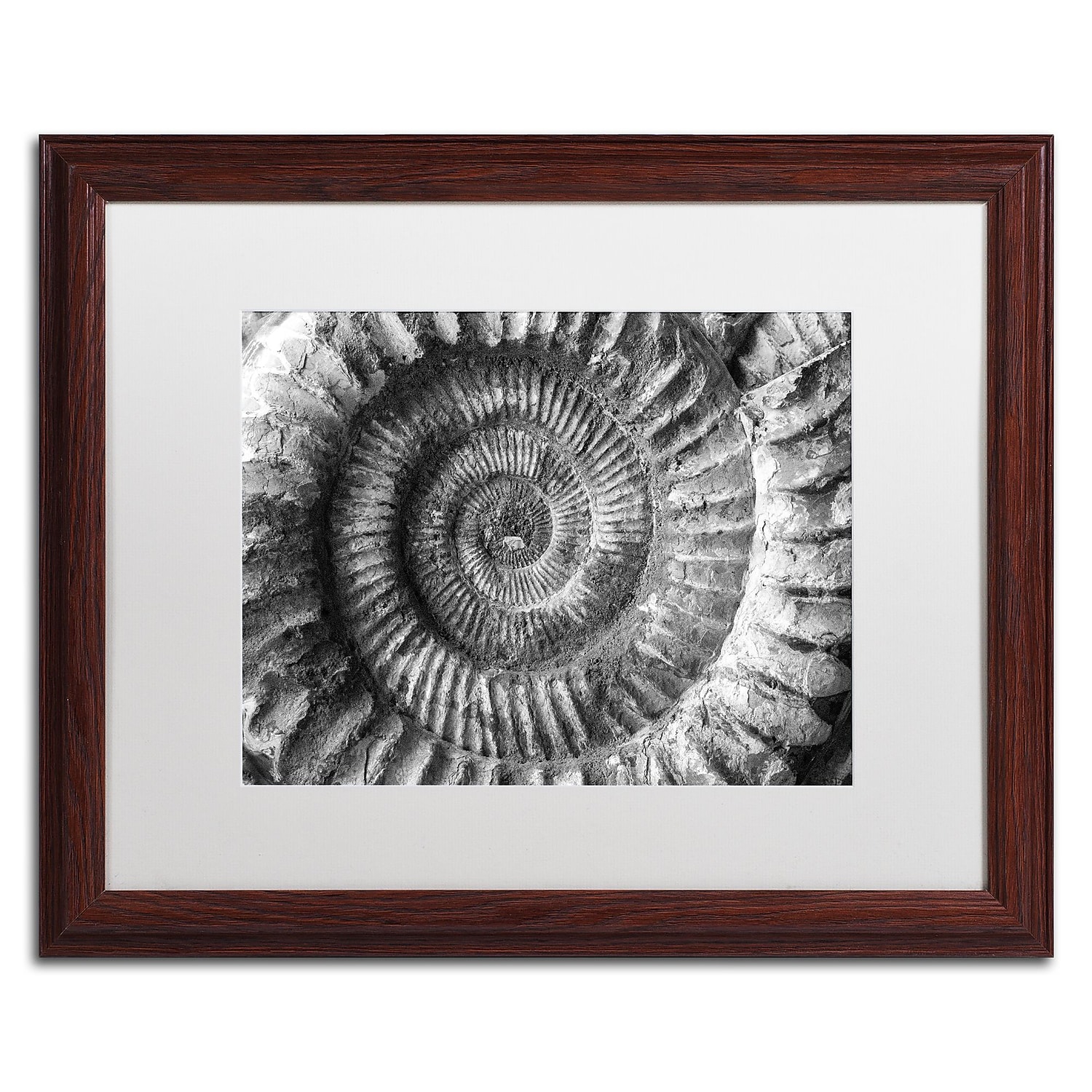 Trademark Fine Art "Amonita 2" Canvas Art by Moises Levy White Matte, Wood Frame