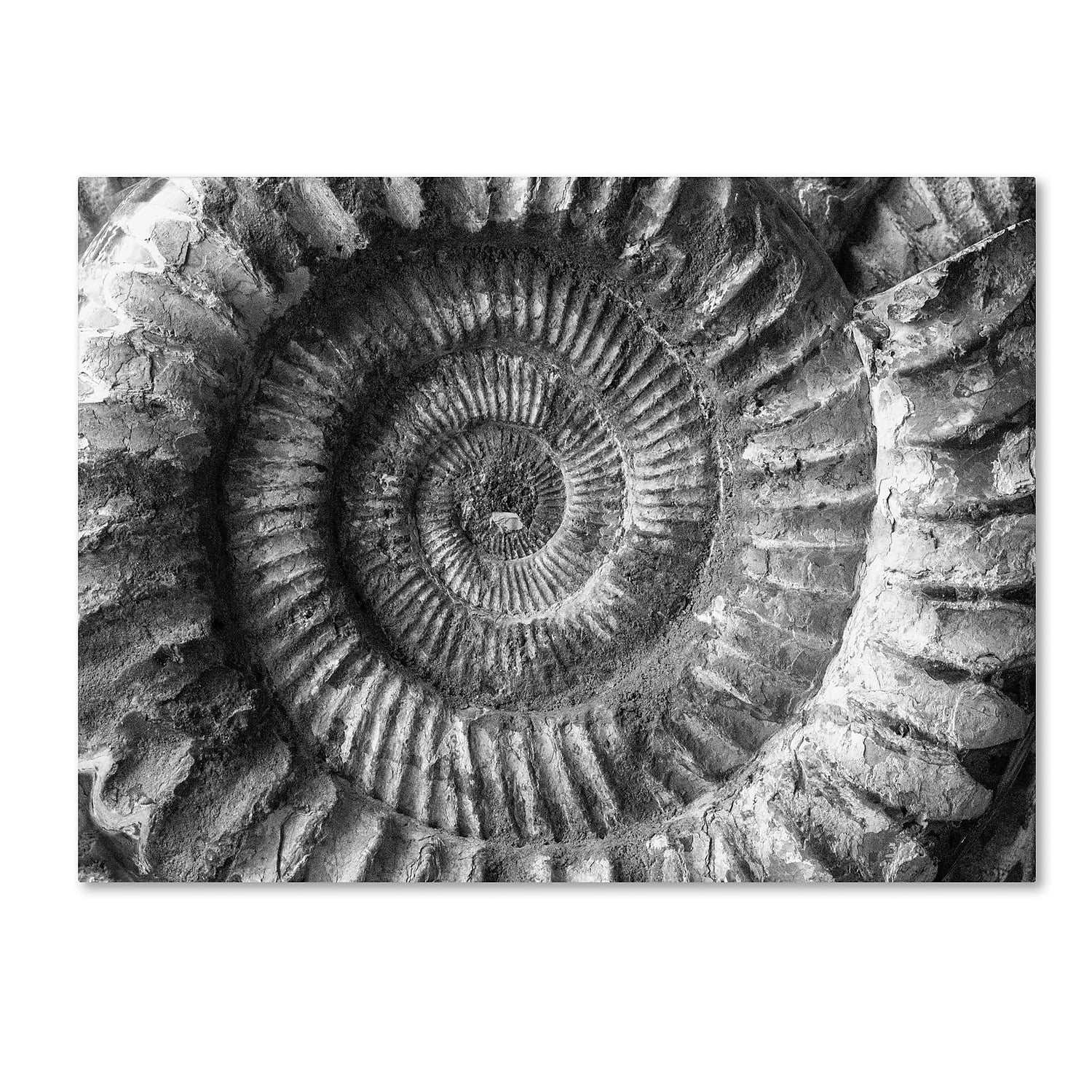 Trademark Fine Art "Amonita 2" Canvas Art by Moises Levy