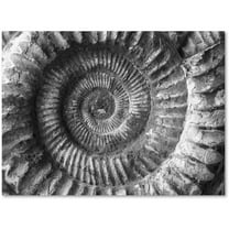 Trademark Fine Art "Amonita 2" Canvas Art by Moises Levy
