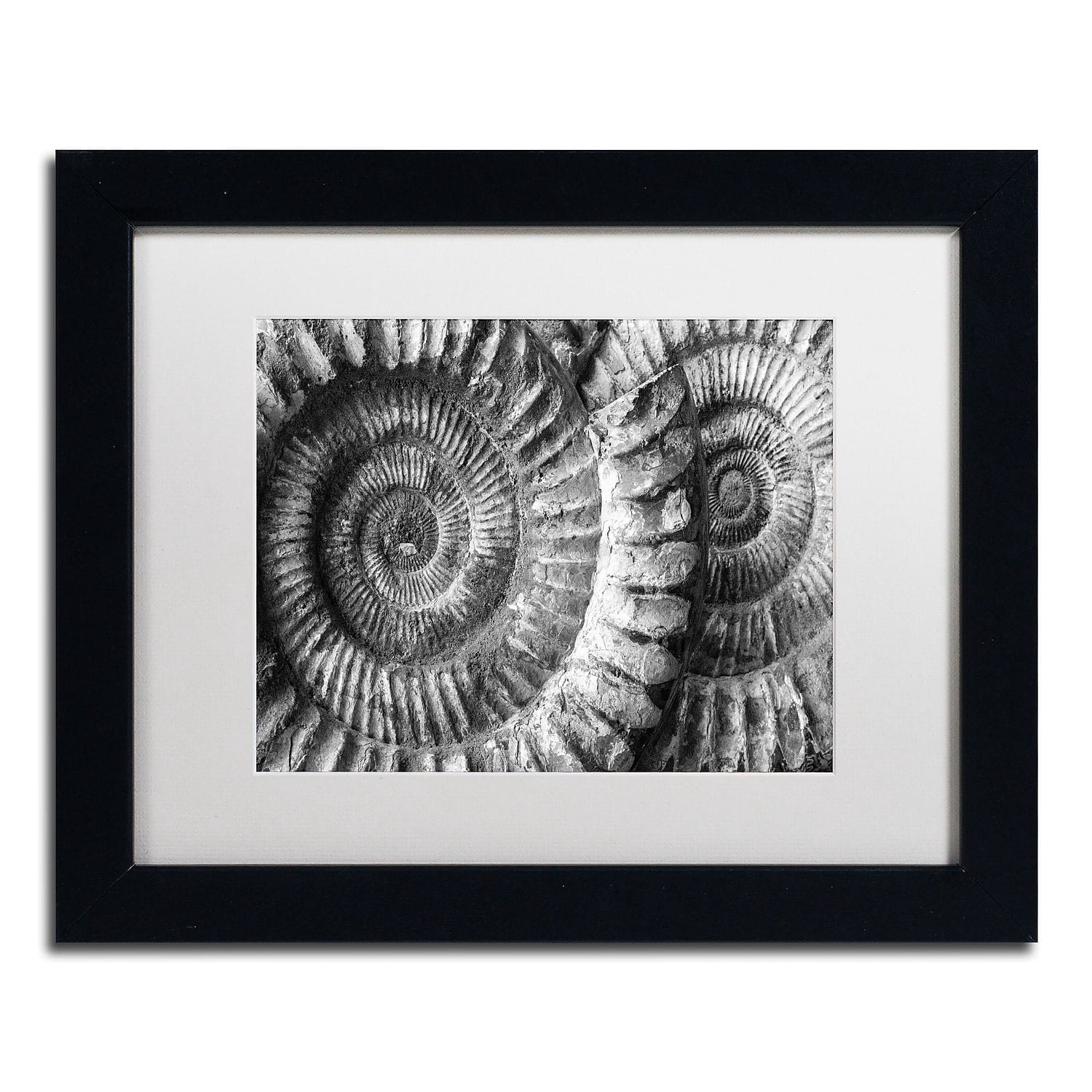 Trademark Fine Art "Amonita 3" Canvas Art by Moises Levy White Matte, Black Frame