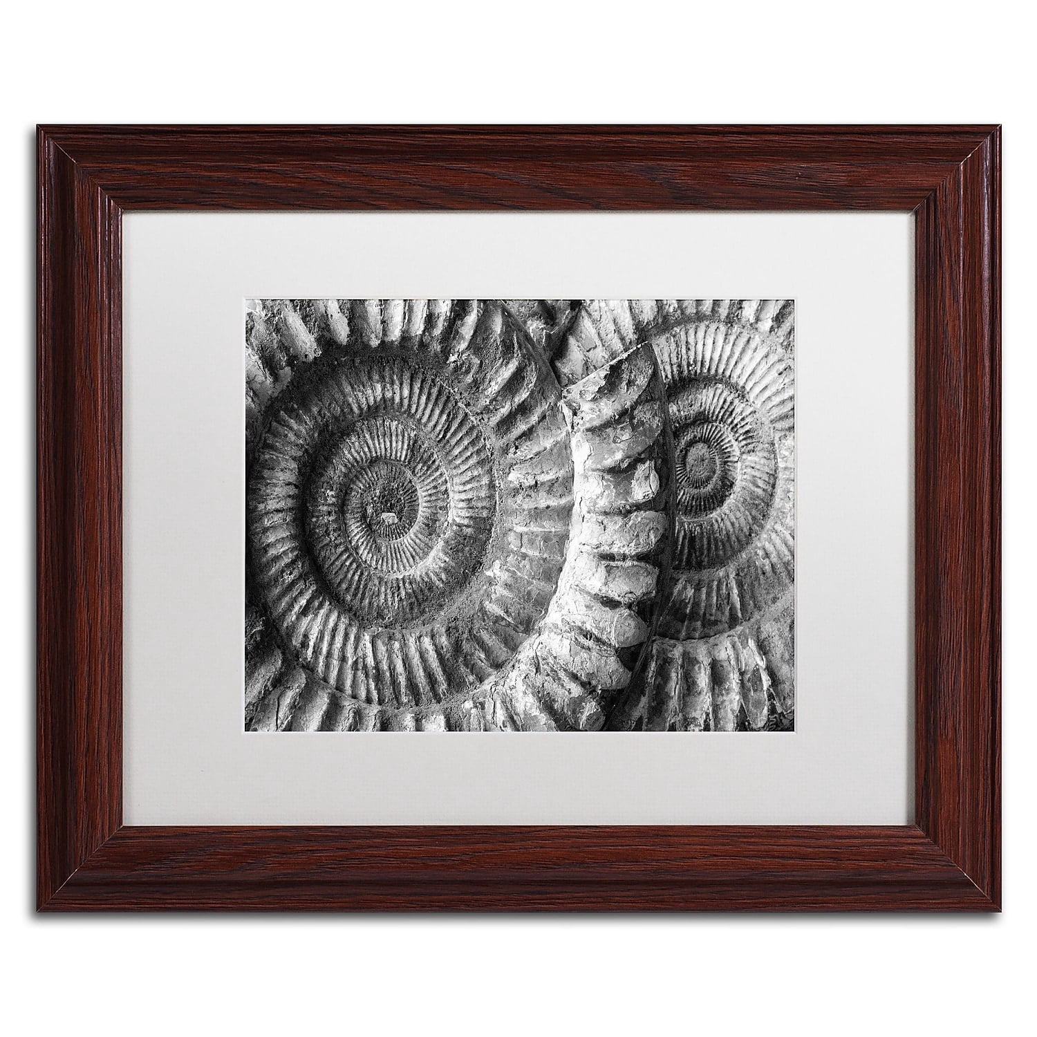 Trademark Fine Art "Amonita 3" Canvas Art by Moises Levy White Matte, Wood Frame