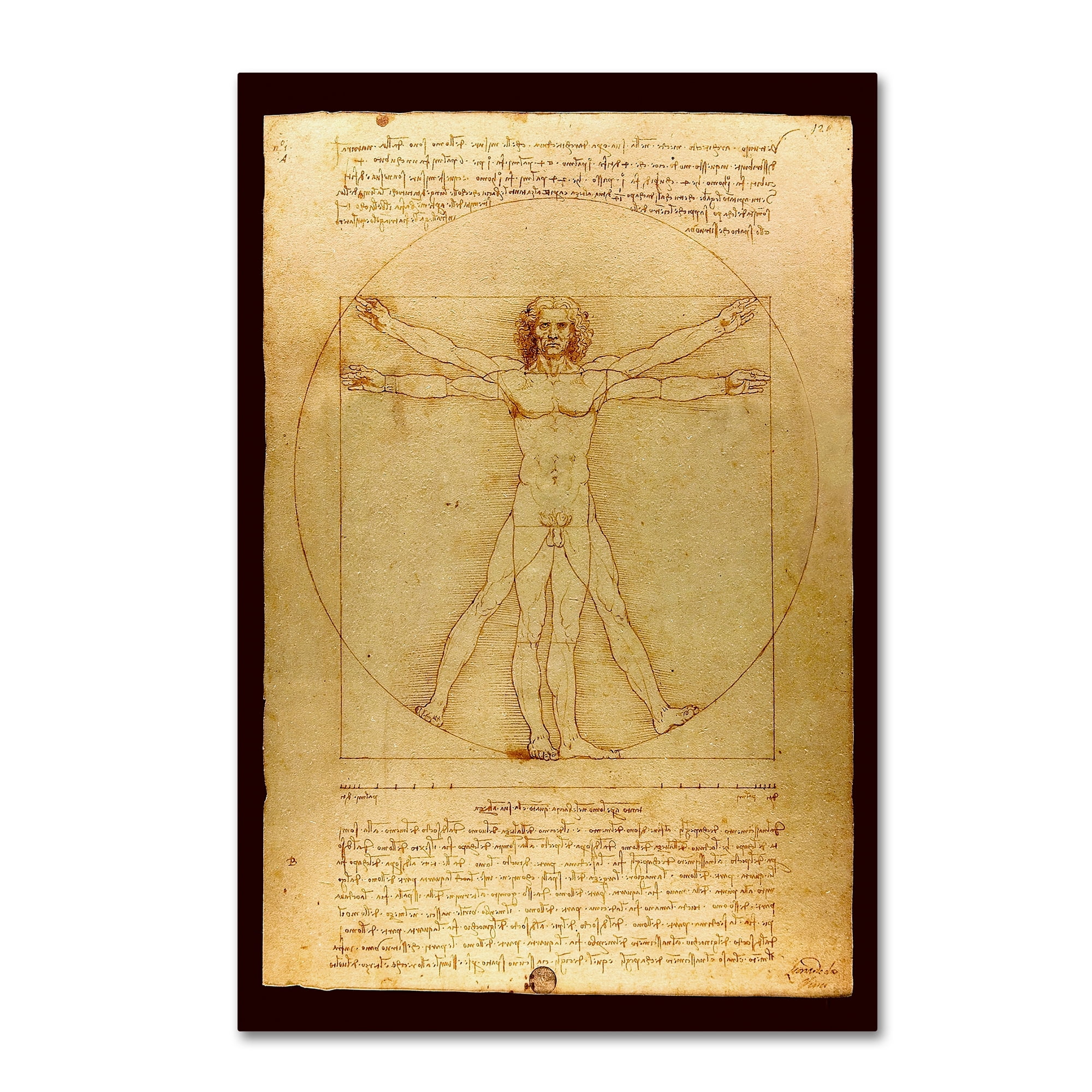 Trademark Fine Art 'Anatomy 6' Canvas Art by Vintage Lavoie