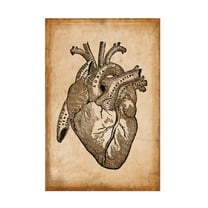 Trademark Fine Art 'Anatomy 8' Canvas Art by Vintage Lavoie
