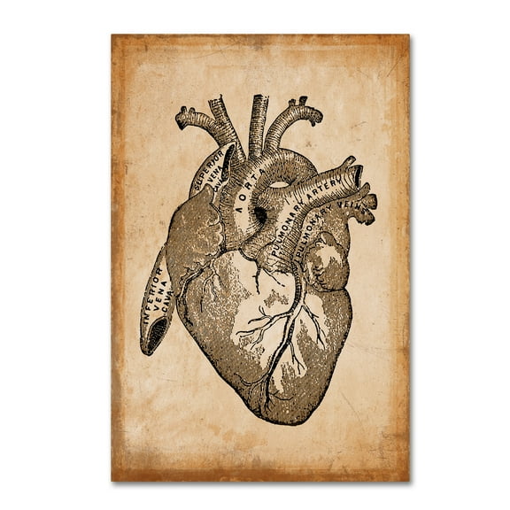 Trademark Fine Art Vintage Lavoie Anatomy 8 Canvas Wall Art - 12x19