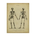 thumbnail image 1 of Trademark Fine Art 'Anatomy Study I' Canvas Art by Wilkes, 1 of 4