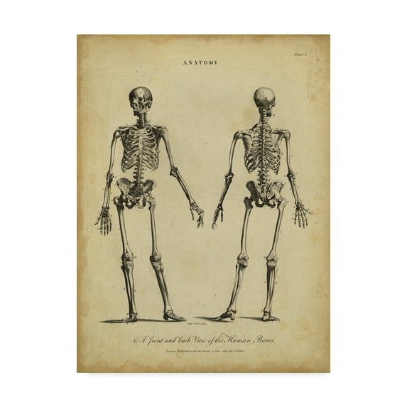 Trademark Fine Art 'Anatomy Study I' Canvas Art by Wilkes