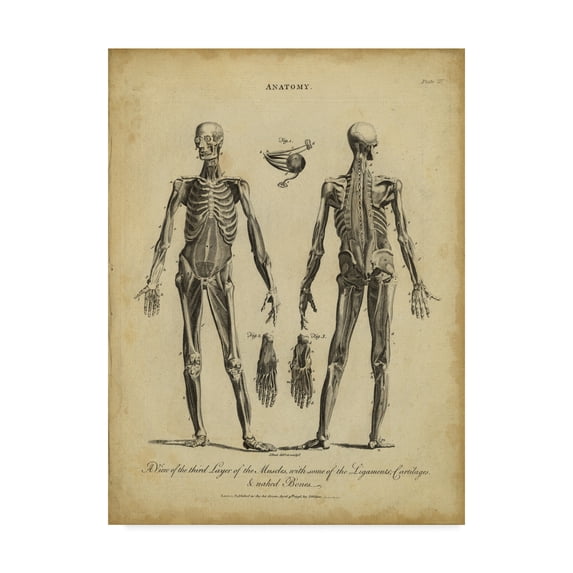 Trademark Fine Art 'Anatomy Study II' Canvas Art by Wilkes
