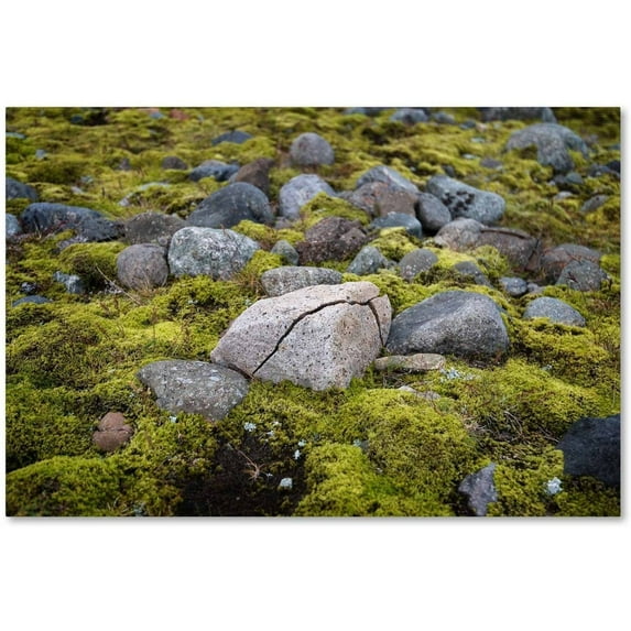 Trademark Fine Art 'Ancestry' Canvas Art by Philippe Sainte-Laudy