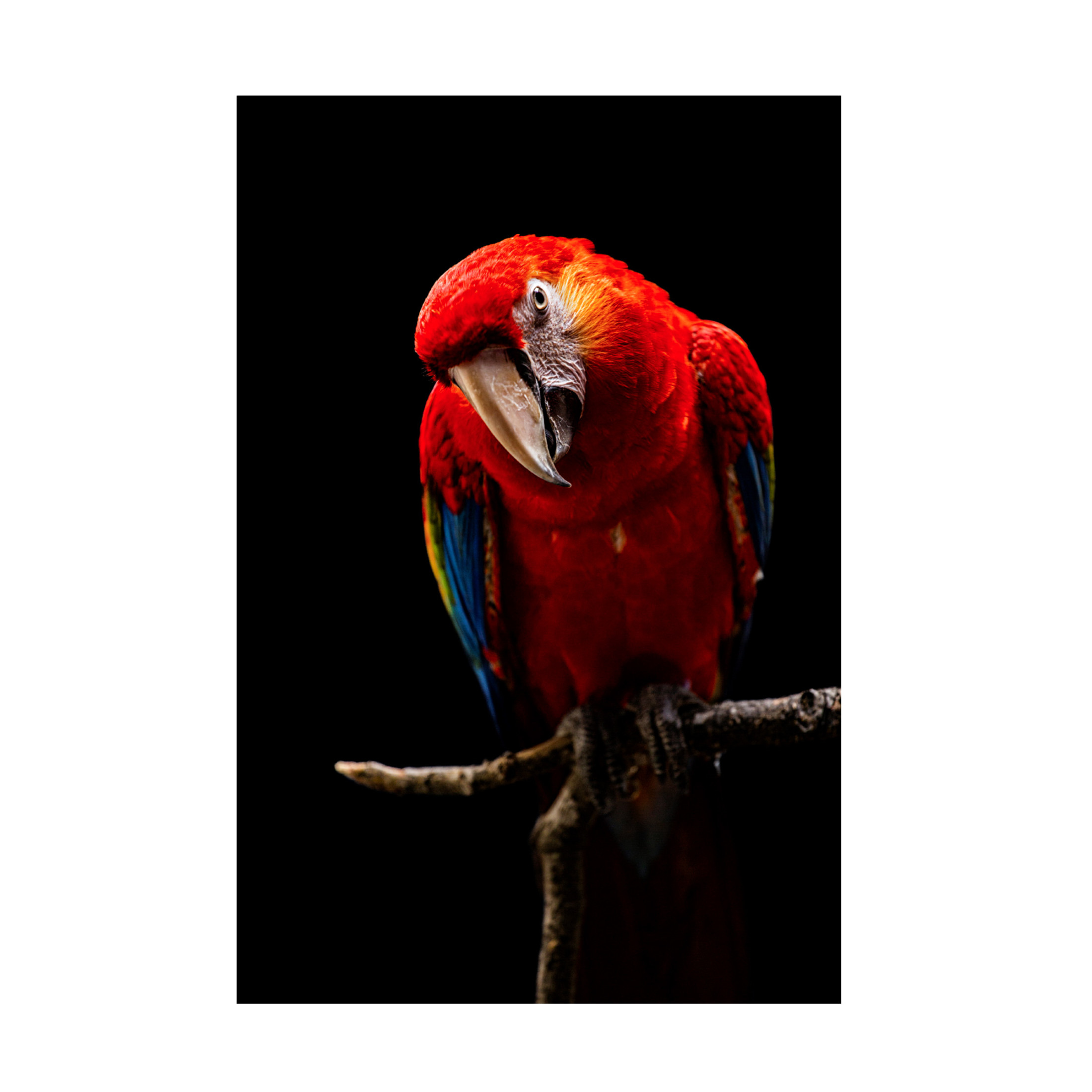 Trademark Fine Art Andi Halil Portrait Of Scarlet Macaw Canvas Wall Art