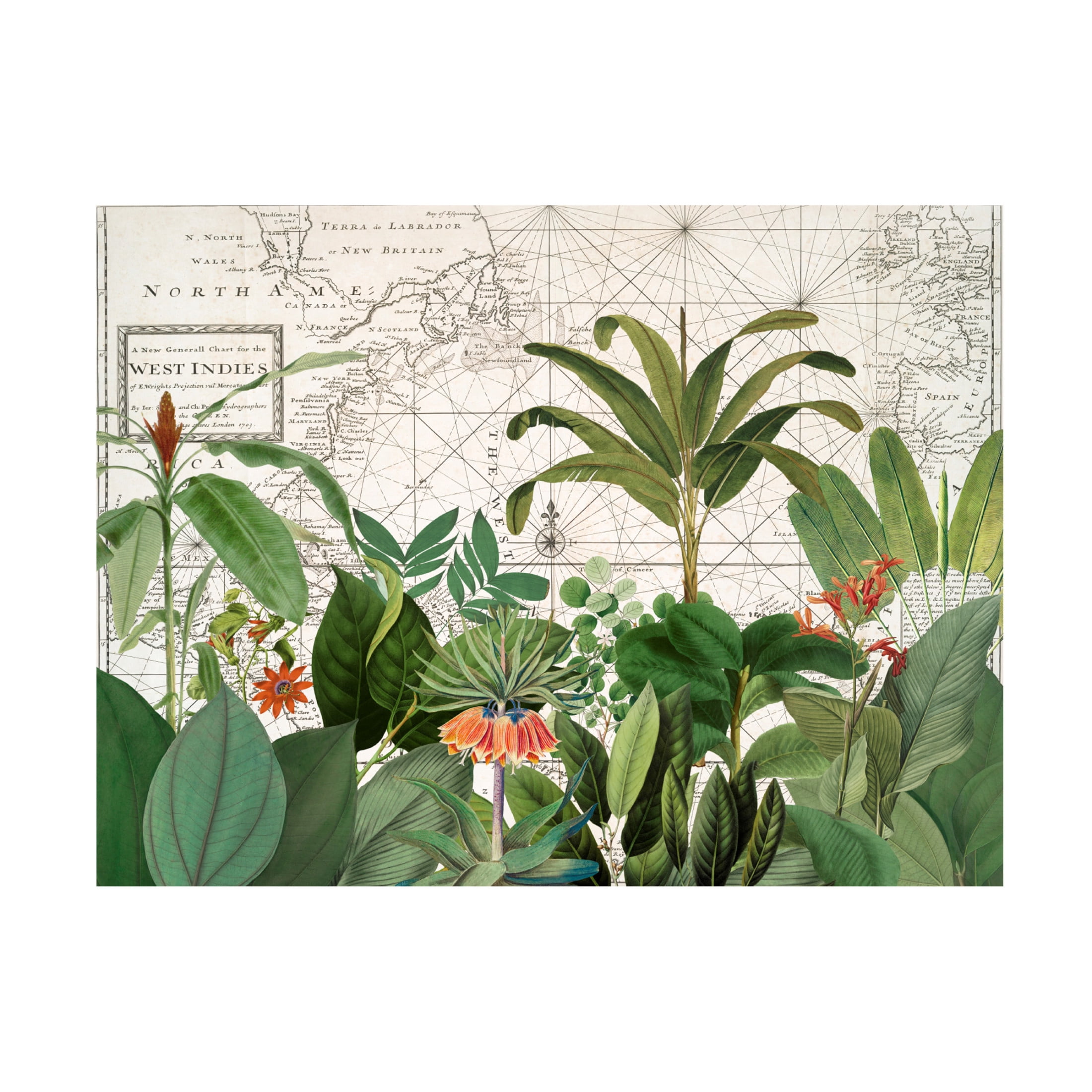 Trademark Fine Art Andrea Haase  Exotic Wildlife 005 Canvas Wall Art