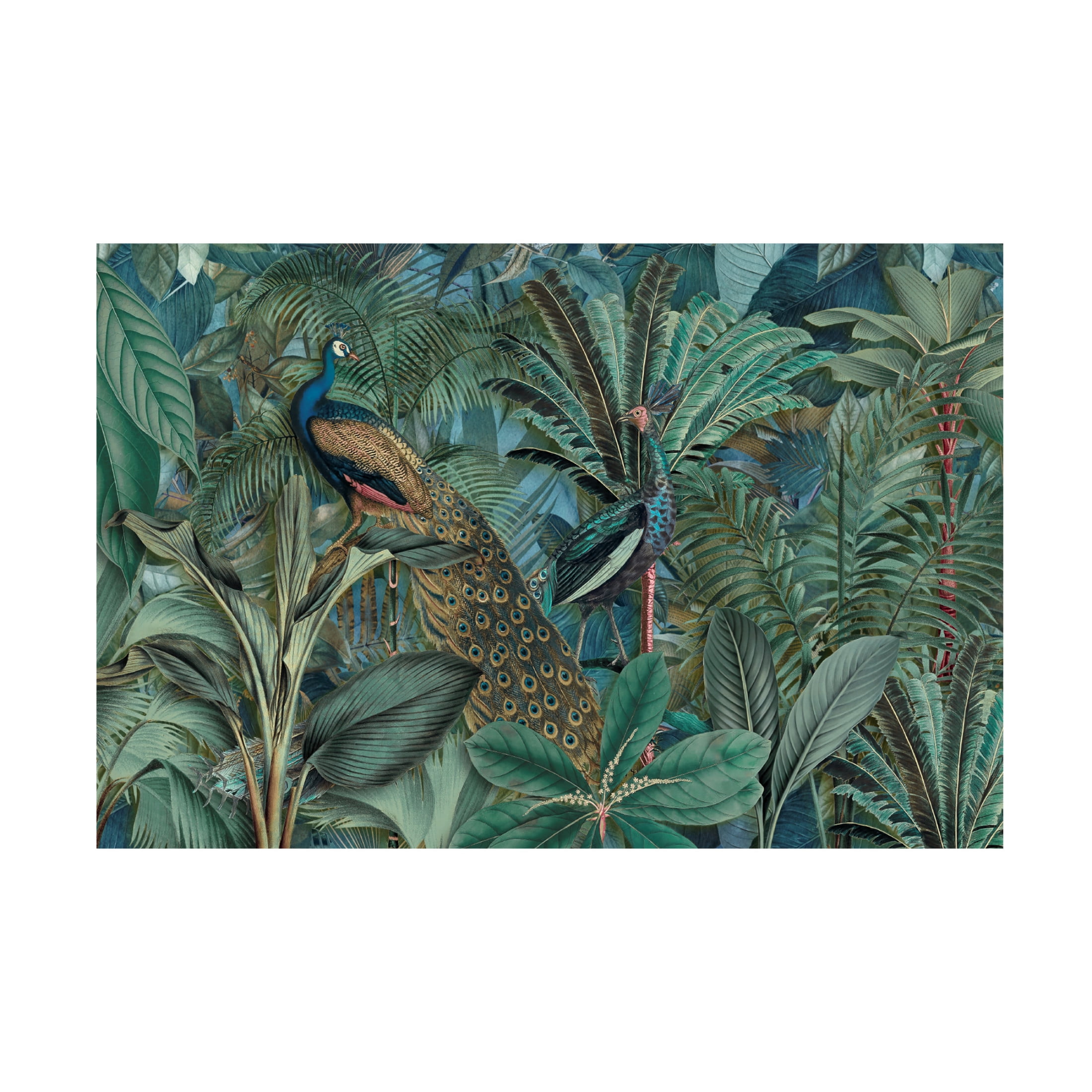 Trademark Fine Art Andrea Haase Jungle Birds Garden No2 Canvas Wall Art