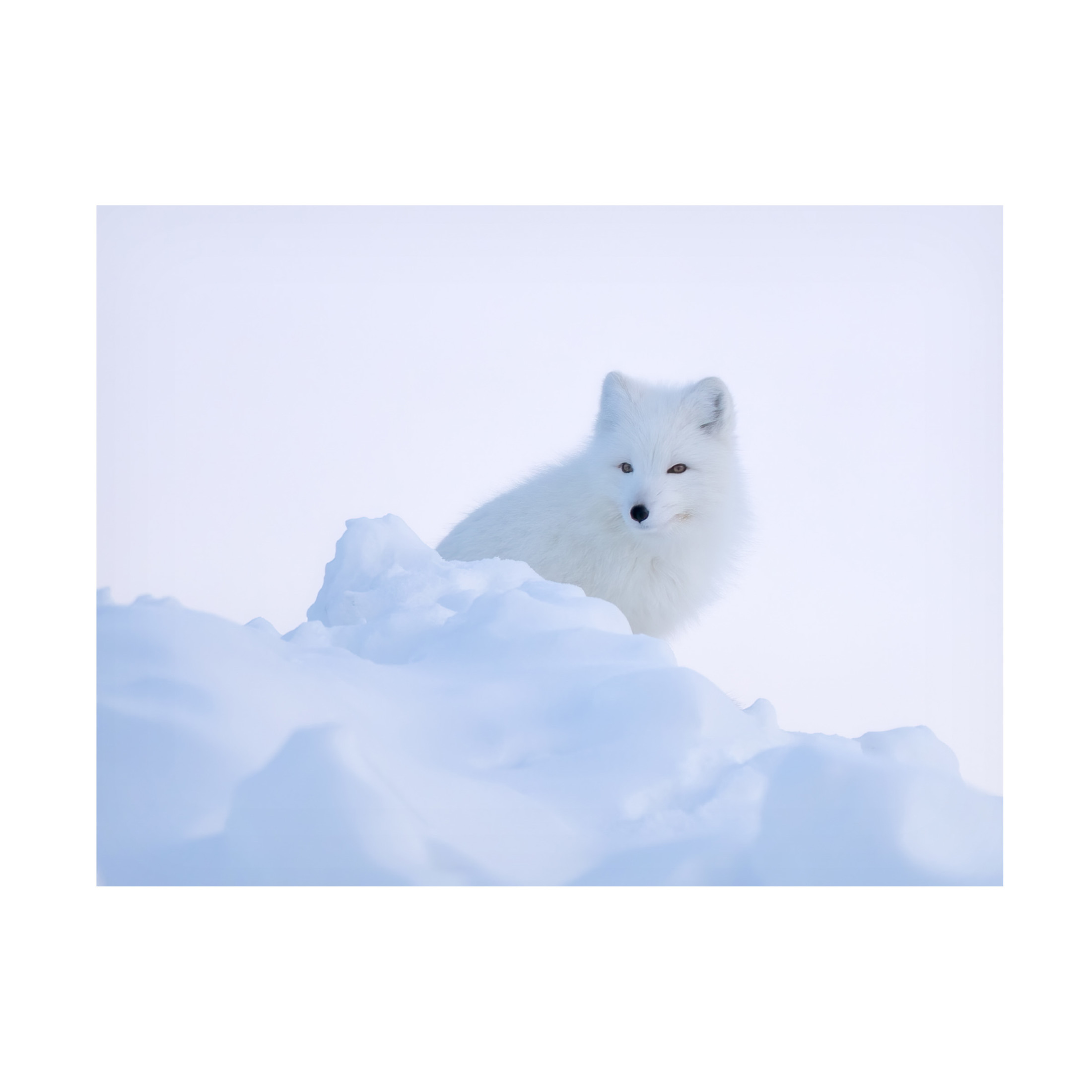 Trademark Fine Art Andrea Haase LI White fox Canvas Wall Art