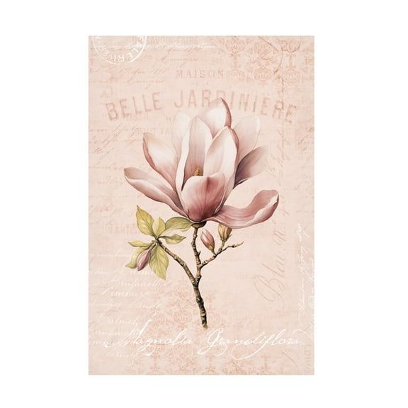Trademark Fine Art Andrea Haase Magnolia Blush No2 Canvas Wall Art