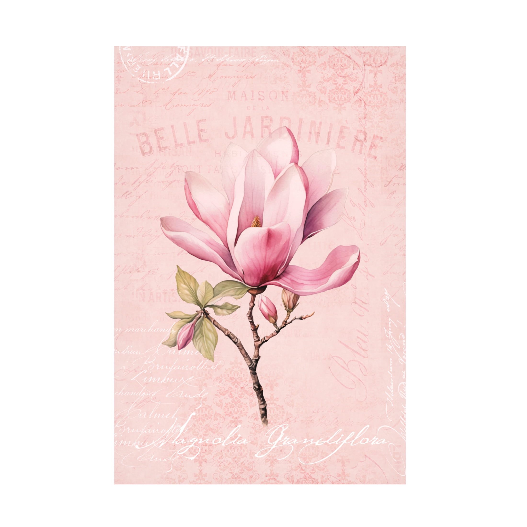 Trademark Fine Art Andrea Haase Magnolia Pink No1 Canvas Wall Art