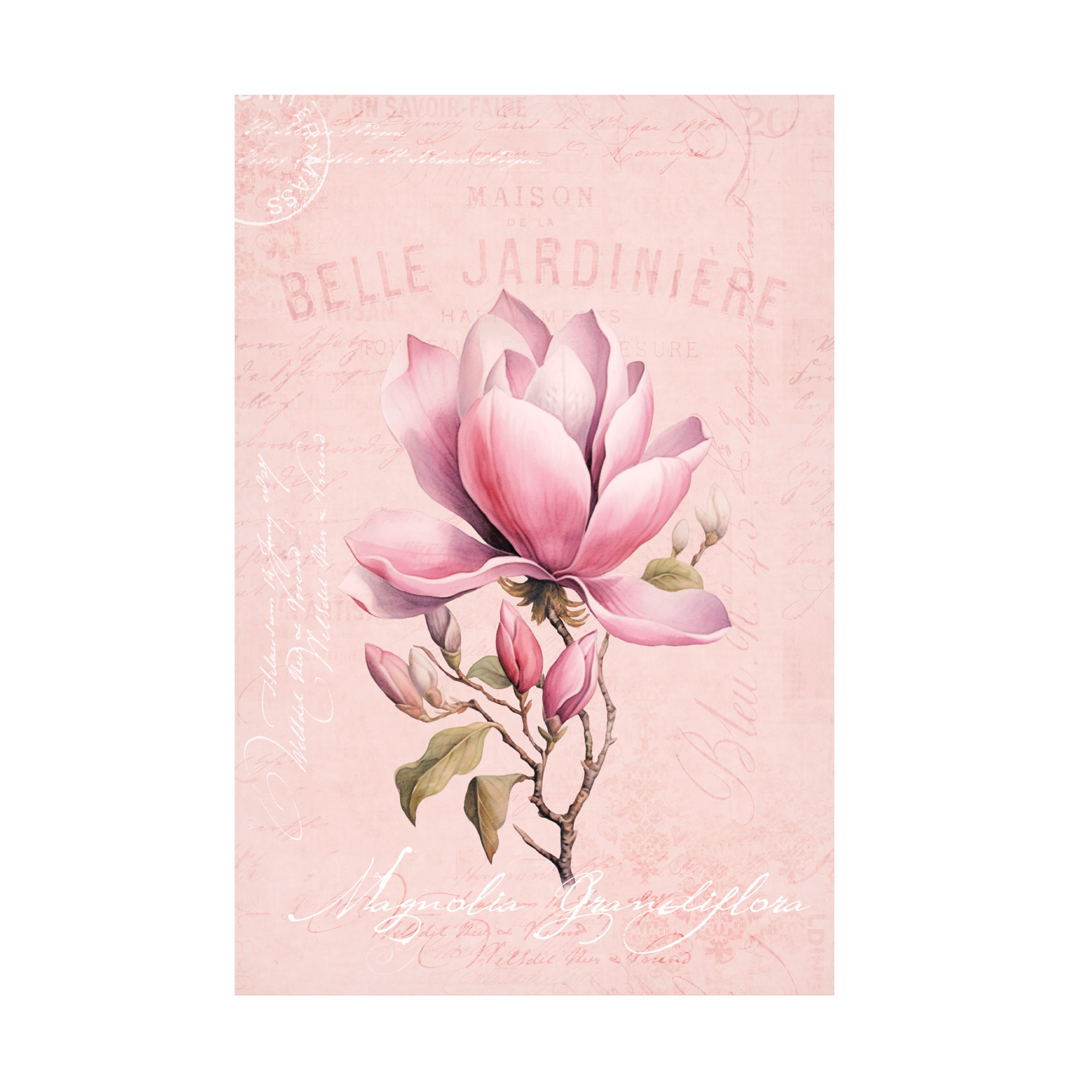 Trademark Fine Art Andrea Haase Magnolia Pink No2 Canvas Wall Art