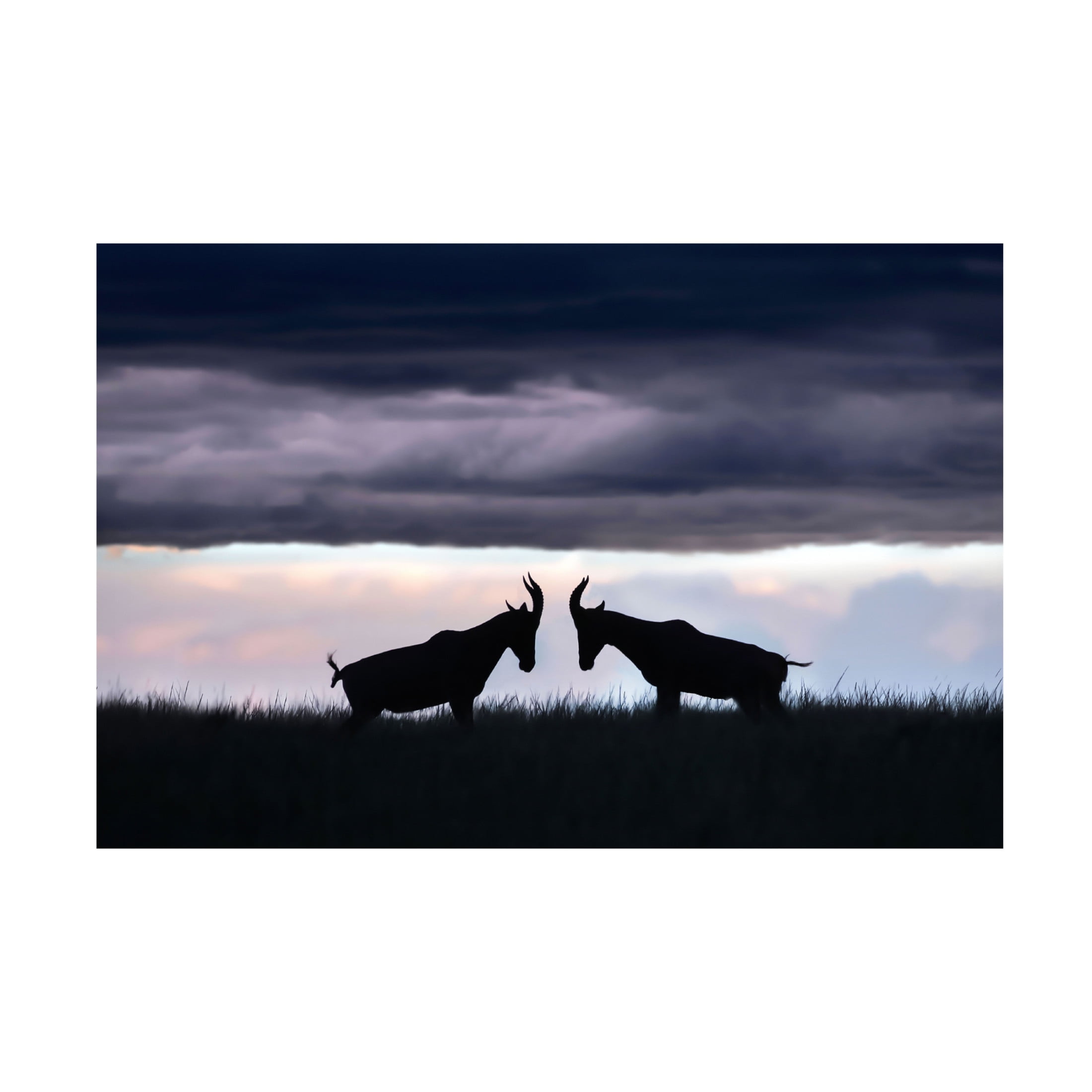 Trademark Fine Art Andrea Haase Ortega Topis fighting Canvas Wall Art