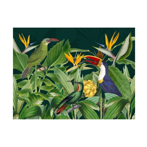 Trademark Fine Art Andrea Haase Rainforest Birds Canvas Wall Art