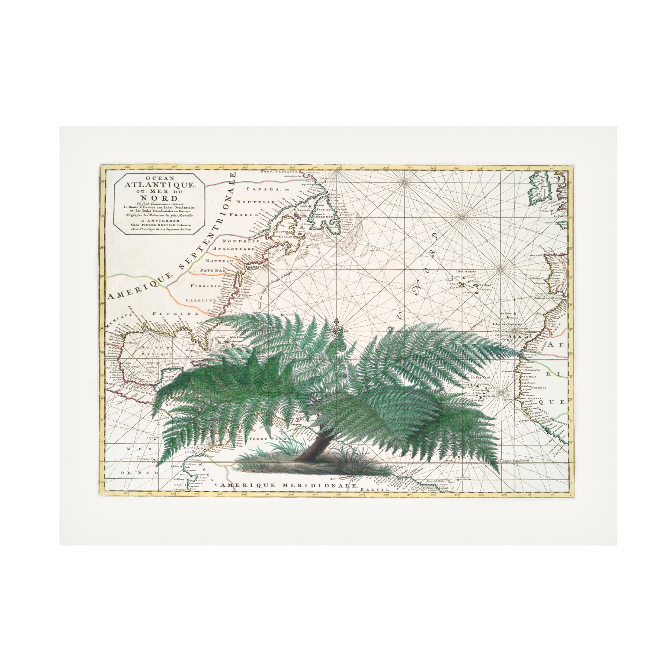 Trademark Fine Art Andrea Haase  Tropical Empire No4 Canvas Wall Art