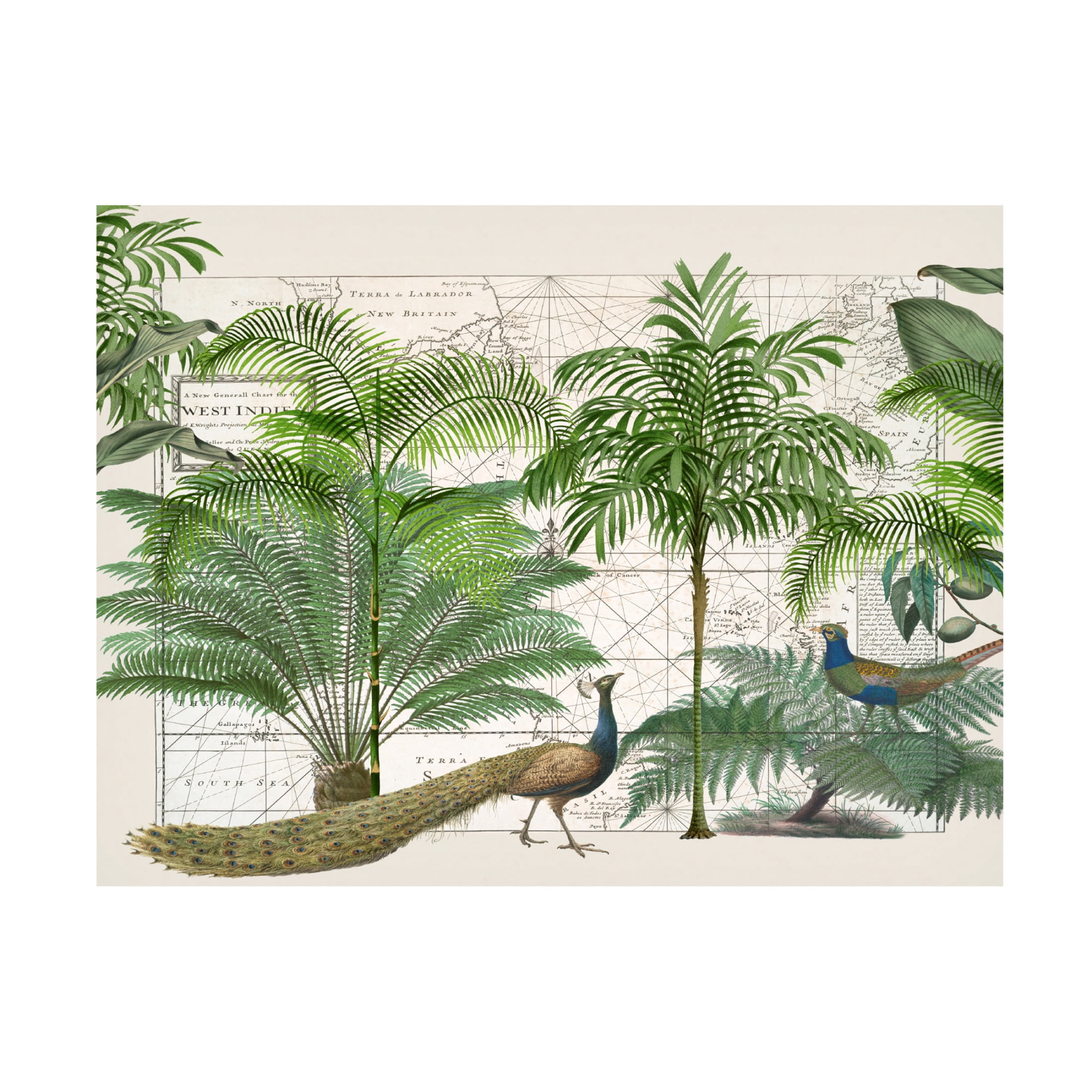 Trademark Fine Art Andrea Haase  Tropical Empire No6 Canvas Wall Art