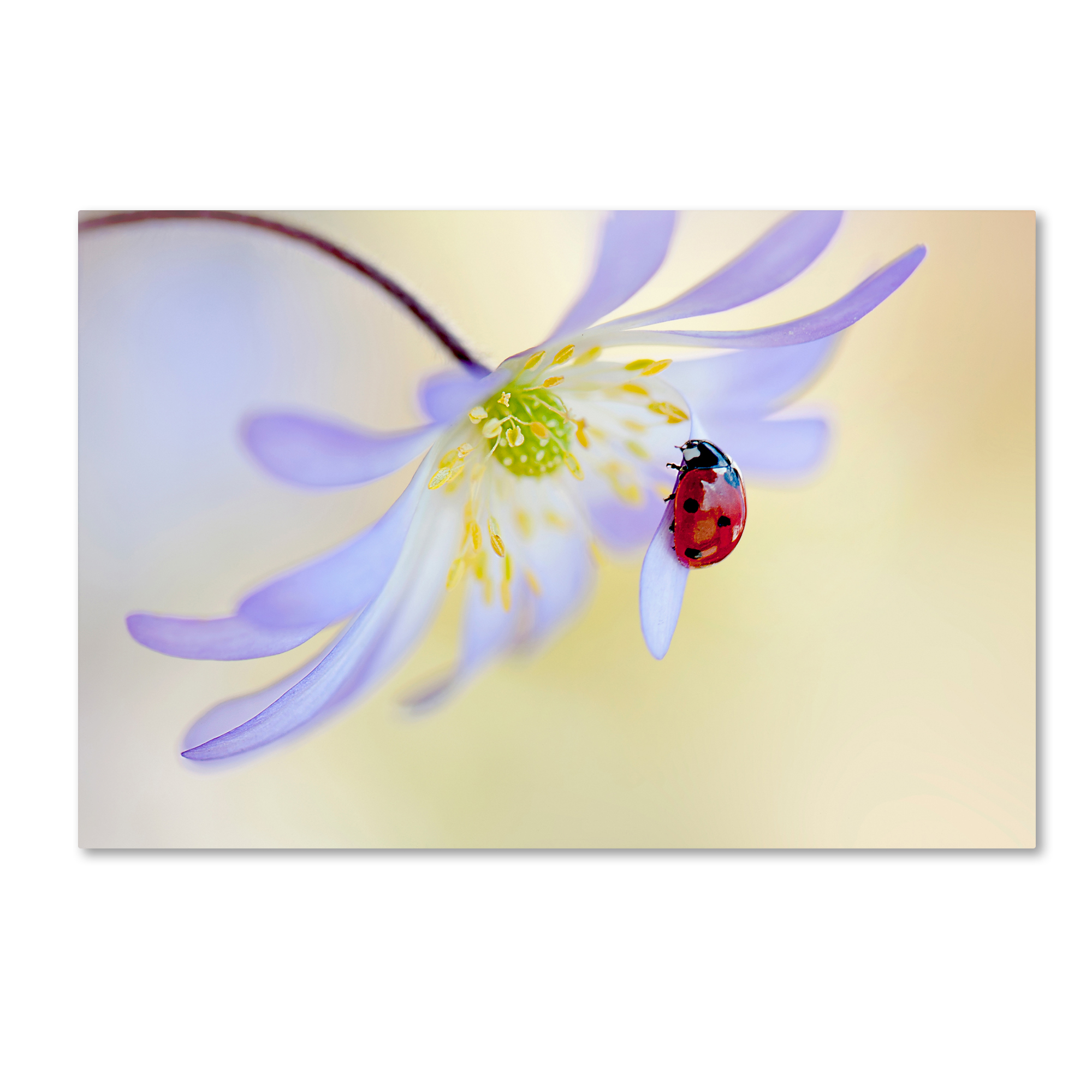 Trademark Fine Art 'Anemone Lady' Canvas Art by Jacky Parker