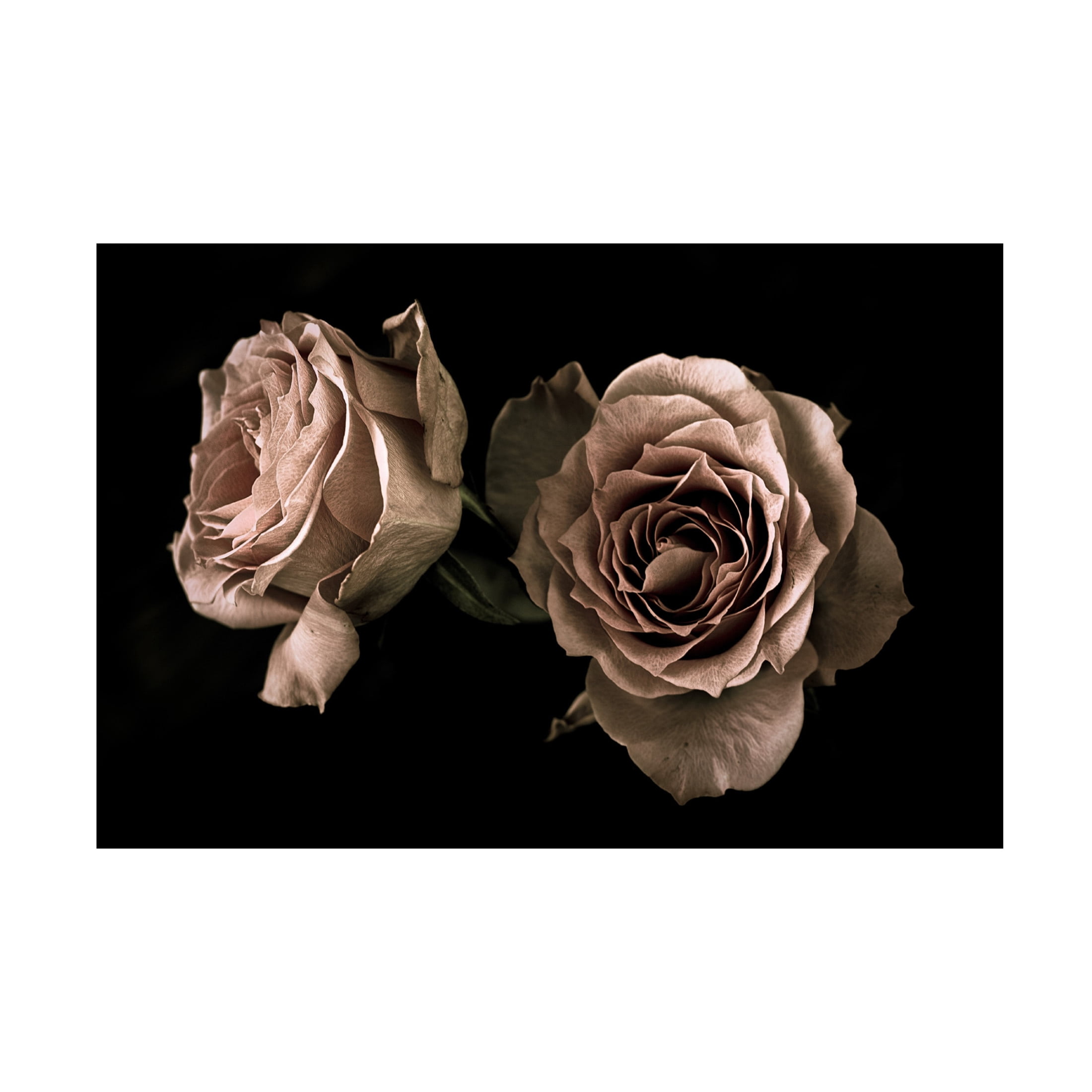 Trademark Fine Art Angel Julie Roses Canvas Wall Art