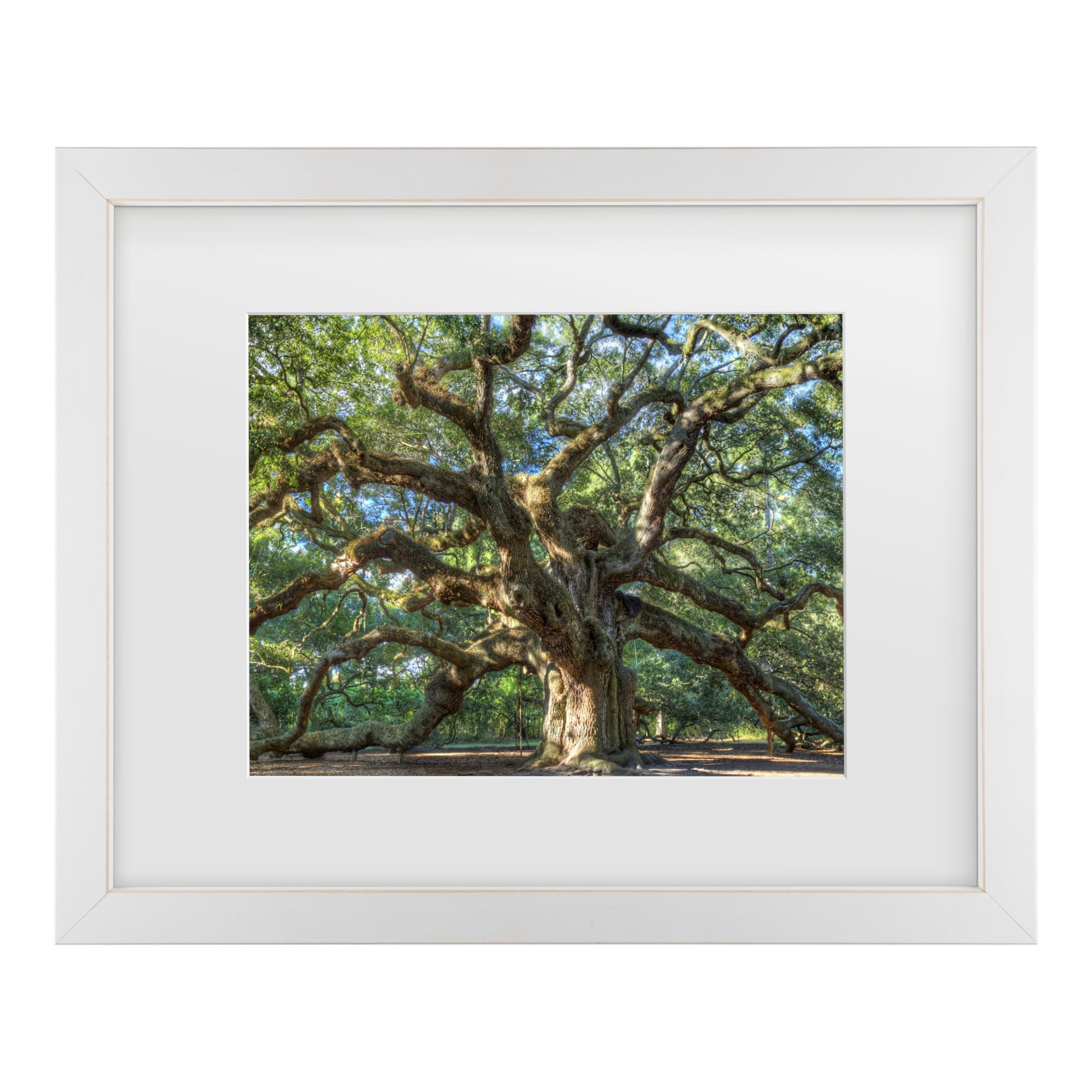 Trademark Fine Art 'Angel Oak Charleston' Canvas Art by Pierre Leclerc