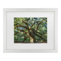 Trademark Fine Art 'Angel Oak Charleston' Canvas Art by Pierre Leclerc