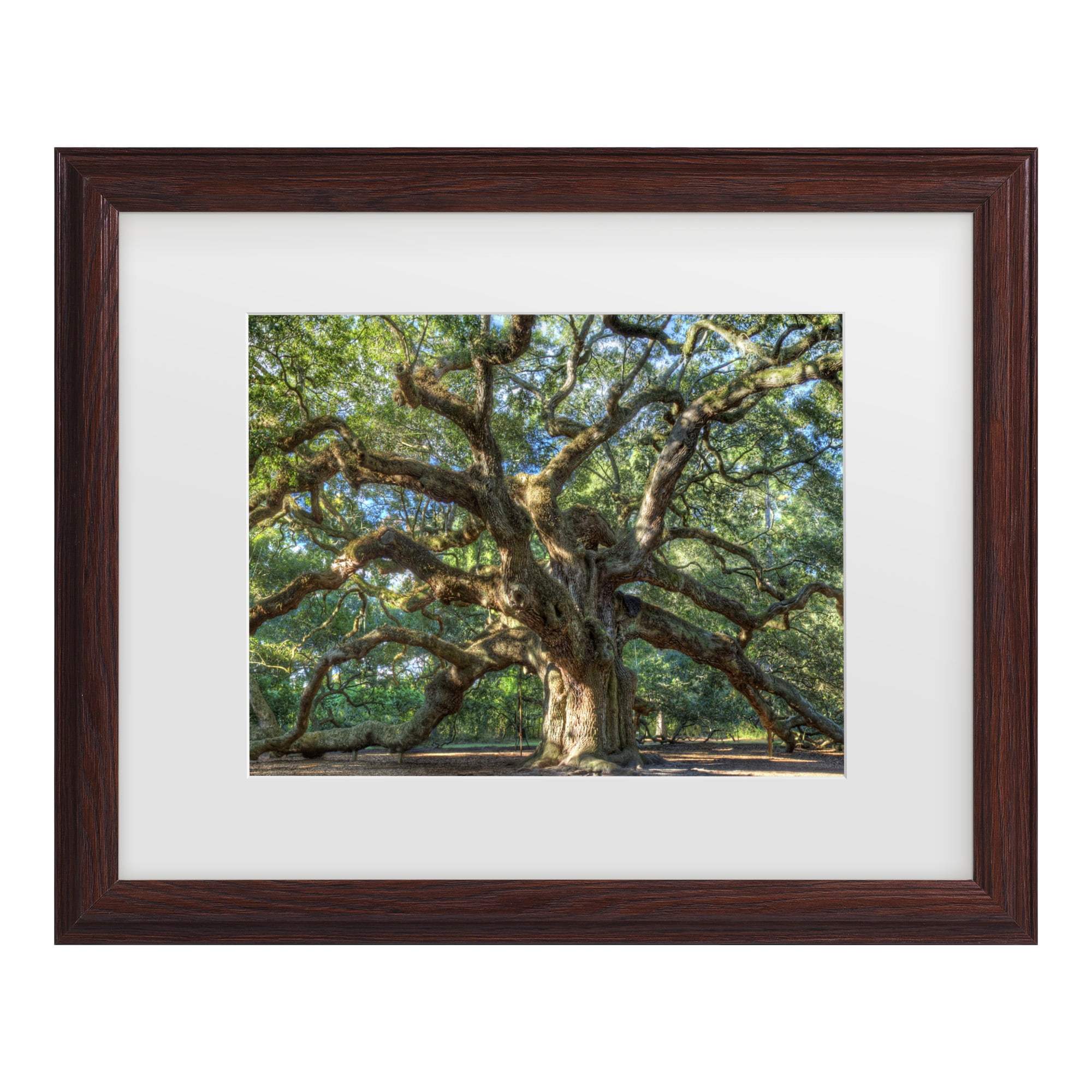 Trademark Fine Art 'Angel Oak Charleston' Canvas Art by Pierre Leclerc