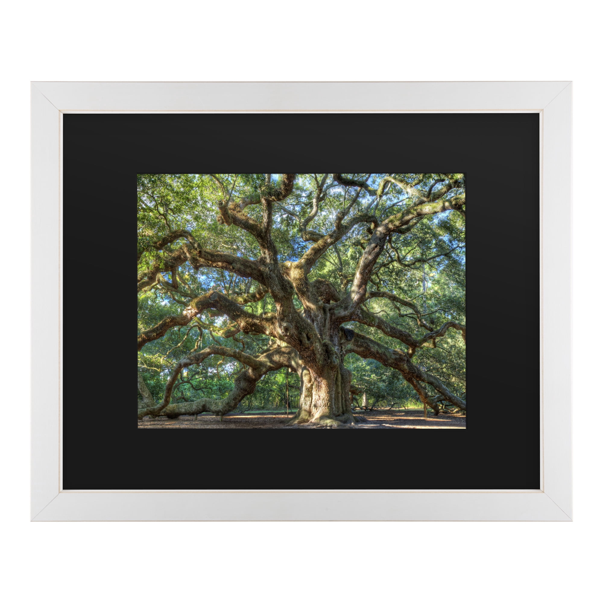 Trademark Fine Art 'Angel Oak Charleston' Canvas Art by Pierre Leclerc