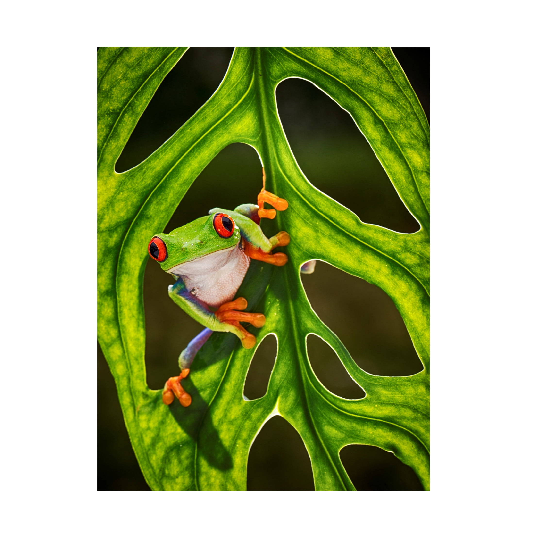 Trademark Fine Art Angela Muliani Hartojo Good Morning Canvas Wall Art