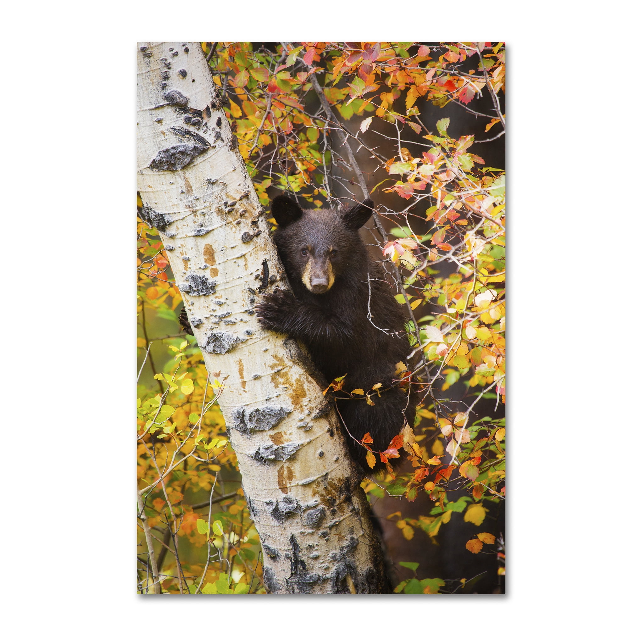 Trademark Fine Art 'Animal 38' Canvas Art by Lantern Press