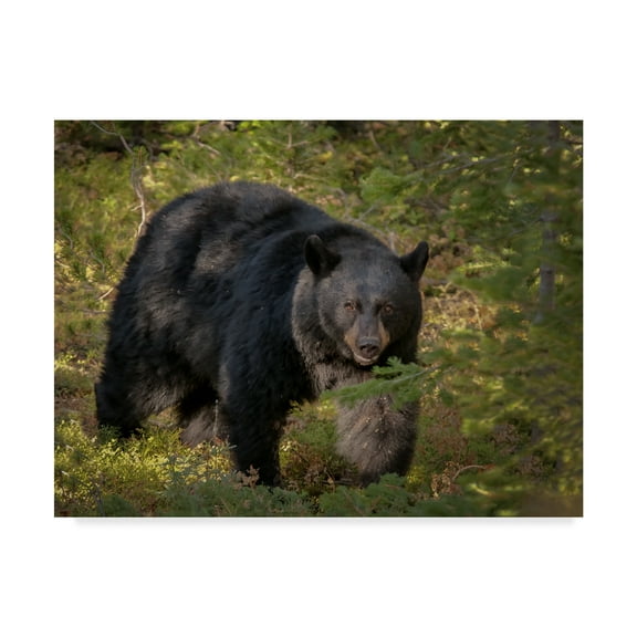 Trademark Fine Art Animals Canvas Art ' Black Bear Sow ' by Galloimages Online